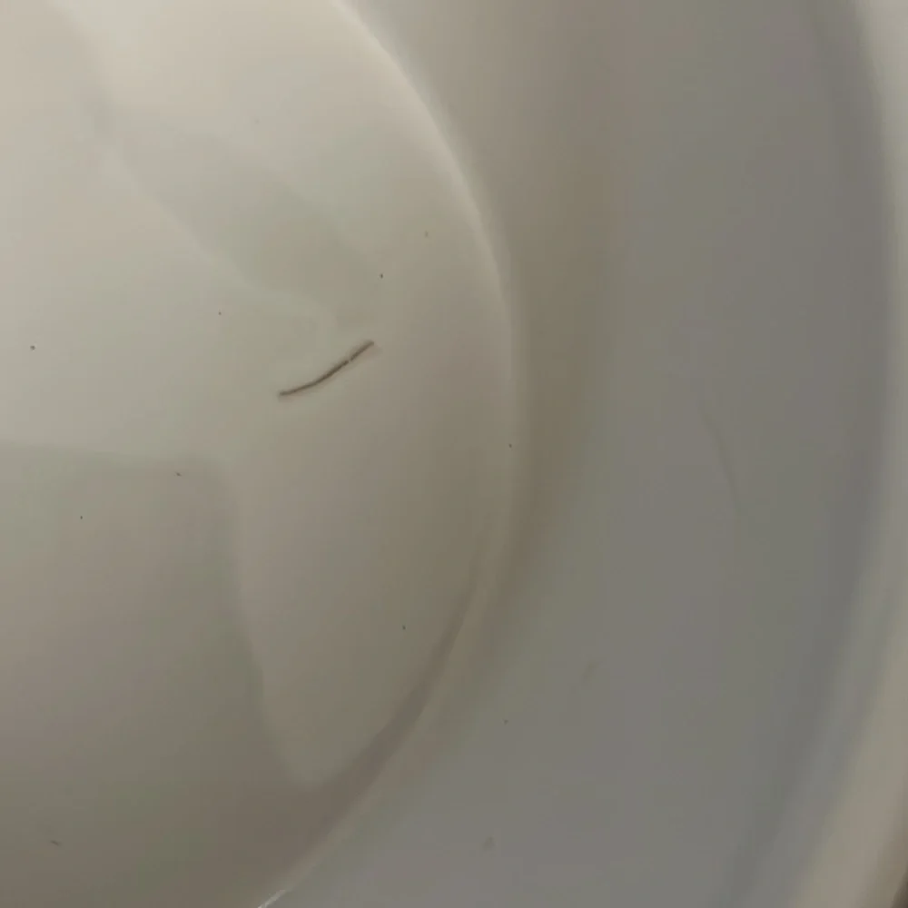 Dog Bowl